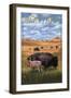 Montana - Buffalo Herd and Calf-Lantern Press-Framed Art Print