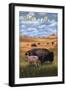 Montana - Buffalo Herd and Calf-Lantern Press-Framed Art Print