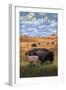 Montana - Buffalo Herd and Calf-Lantern Press-Framed Art Print