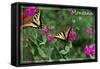 Montana - Butterfly and Flowers-Lantern Press-Framed Stretched Canvas