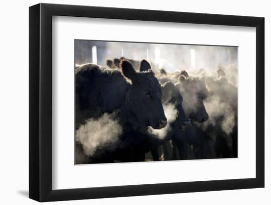 Montana Cattle-Jason Savage-Framed Art Print