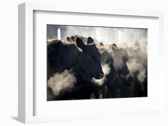 Montana Cattle-Jason Savage-Framed Art Print