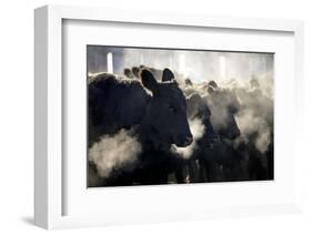 Montana Cattle-Jason Savage-Framed Art Print