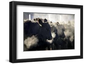 Montana Cattle-Jason Savage-Framed Giclee Print