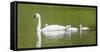 Montana, Elk Lake, a Trumpeter Swan Adult Swims with Four of it's Cygnets-Elizabeth Boehm-Framed Stretched Canvas