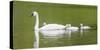 Montana, Elk Lake, a Trumpeter Swan Adult Swims with Four of it's Cygnets-Elizabeth Boehm-Stretched Canvas