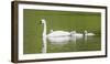 Montana, Elk Lake, a Trumpeter Swan Adult Swims with Four of it's Cygnets-Elizabeth Boehm-Framed Photographic Print