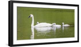 Montana, Elk Lake, a Trumpeter Swan Adult Swims with Four of it's Cygnets-Elizabeth Boehm-Framed Photographic Print