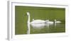 Montana, Elk Lake, a Trumpeter Swan Adult Swims with Four of it's Cygnets-Elizabeth Boehm-Framed Photographic Print