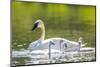 Montana, Elk Lake, a Trumpeter Swan Swims with Five of Her Cygnets-Elizabeth Boehm-Mounted Photographic Print
