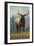 Montana - Elk Scene-Lantern Press-Framed Art Print