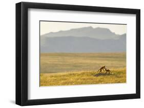 Montana Fox Kits-Jason Savage-Framed Art Print