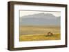 Montana Fox Kits-Jason Savage-Framed Art Print