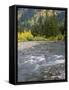 Montana, Glacier National Park, Cottonwood and Birch, and Conifers in Upper Mcdonald Valley-John Barger-Framed Stretched Canvas