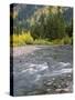 Montana, Glacier National Park, Cottonwood and Birch, and Conifers in Upper Mcdonald Valley-John Barger-Stretched Canvas