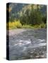 Montana, Glacier National Park, Cottonwood and Birch, and Conifers in Upper Mcdonald Valley-John Barger-Stretched Canvas