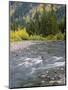 Montana, Glacier National Park, Cottonwood and Birch, and Conifers in Upper Mcdonald Valley-John Barger-Mounted Photographic Print