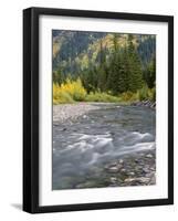 Montana, Glacier National Park, Cottonwood and Birch, and Conifers in Upper Mcdonald Valley-John Barger-Framed Photographic Print