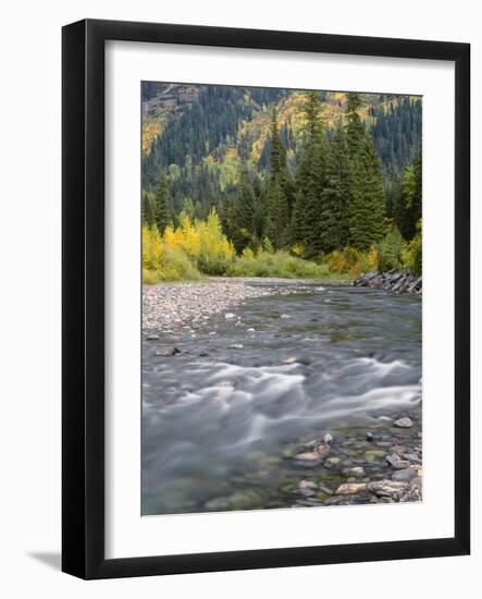 Montana, Glacier National Park, Cottonwood and Birch, and Conifers in Upper Mcdonald Valley-John Barger-Framed Photographic Print
