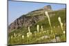 Montana, Glacier NP, Bear Grass Along Highline Trail-Jamie & Judy Wild-Mounted Photographic Print