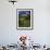 Montana, Glacier NP. Clements Mountain and Field of Arnica and Asters-Steve Terrill-Framed Photographic Print displayed on a wall