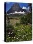 Montana, Glacier NP. Clements Mountain and Field of Arnica and Asters-Steve Terrill-Stretched Canvas