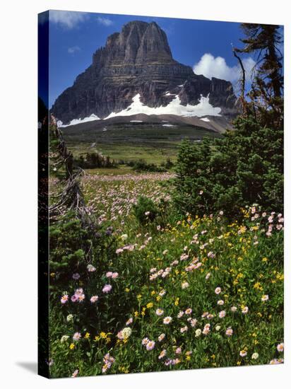 Montana, Glacier NP. Clements Mountain and Field of Arnica and Asters-Steve Terrill-Stretched Canvas