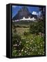 Montana, Glacier NP. Clements Mountain and Field of Arnica and Asters-Steve Terrill-Framed Stretched Canvas