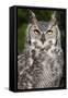 Montana Great Horned Owl Adult-null-Framed Stretched Canvas