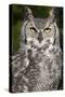 Montana Great Horned Owl Adult-null-Stretched Canvas
