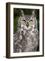 Montana Great Horned Owl Adult-null-Framed Photographic Print