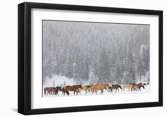 Montana Horses-Jason Savage-Framed Art Print