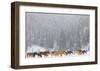 Montana Horses-Jason Savage-Framed Art Print