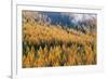 Montana, Lolo National Forest, golden larch trees in fog-Jamie & Judy Wild-Framed Premium Photographic Print