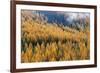 Montana, Lolo National Forest, golden larch trees in fog-Jamie & Judy Wild-Framed Premium Photographic Print