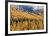 Montana, Lolo National Forest, golden larch trees in fog-Jamie & Judy Wild-Framed Premium Photographic Print