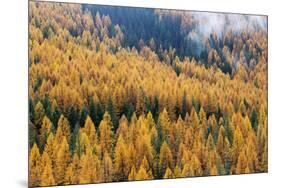 Montana, Lolo National Forest, golden larch trees in fog-Jamie & Judy Wild-Mounted Premium Photographic Print