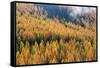 Montana, Lolo National Forest, golden larch trees in fog-Jamie & Judy Wild-Framed Stretched Canvas