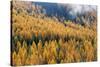 Montana, Lolo National Forest, golden larch trees in fog-Jamie & Judy Wild-Stretched Canvas