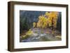 Montana, Mineral County, St. Regis River and trees with golden fall color-Jamie & Judy Wild-Framed Photographic Print