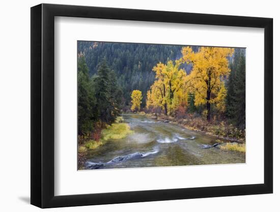 Montana, Mineral County, St. Regis River and trees with golden fall color-Jamie & Judy Wild-Framed Photographic Print