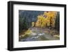 Montana, Mineral County, St. Regis River and trees with golden fall color-Jamie & Judy Wild-Framed Photographic Print