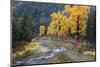 Montana, Mineral County, St. Regis River and trees with golden fall color-Jamie & Judy Wild-Mounted Photographic Print