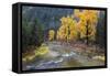 Montana, Mineral County, St. Regis River and trees with golden fall color-Jamie & Judy Wild-Framed Stretched Canvas