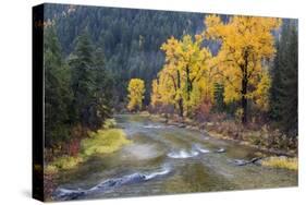 Montana, Mineral County, St. Regis River and trees with golden fall color-Jamie & Judy Wild-Stretched Canvas