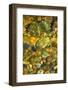 Montana, Rattlesnake Wilderness Area. Reflection on Underwater Rocks-Jaynes Gallery-Framed Photographic Print