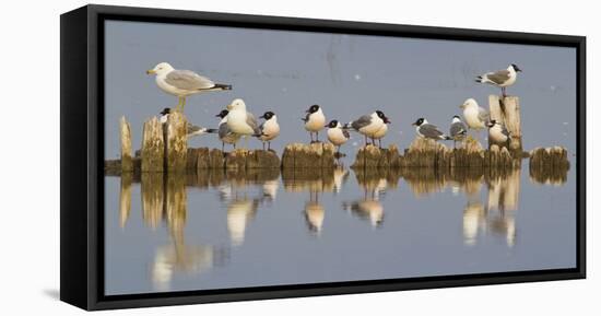 Montana, Red Rock Lakes, Franklyns Gulls and Ring Billed Gulls Roost-Elizabeth Boehm-Framed Stretched Canvas