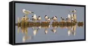 Montana, Red Rock Lakes, Franklyns Gulls and Ring Billed Gulls Roost-Elizabeth Boehm-Framed Stretched Canvas