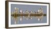 Montana, Red Rock Lakes, Franklyns Gulls and Ring Billed Gulls Roost-Elizabeth Boehm-Framed Premium Photographic Print