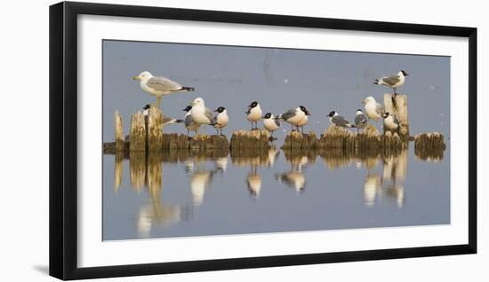 Montana, Red Rock Lakes, Franklyns Gulls and Ring Billed Gulls Roost-Elizabeth Boehm-Framed Premium Photographic Print